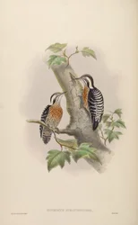Iyngipicus aurantiiventris = Dendrocopos canicapillus aurantiiventris [2]